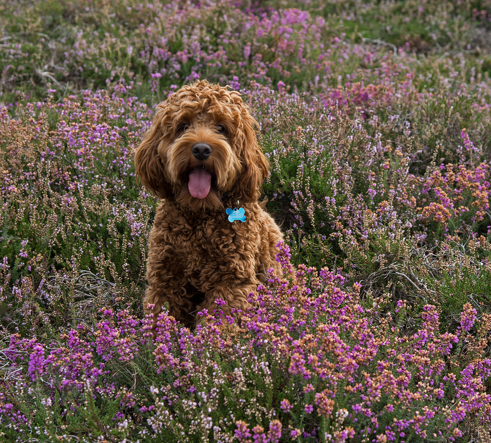 Summer Rolo in the Heather,  Rockford Common